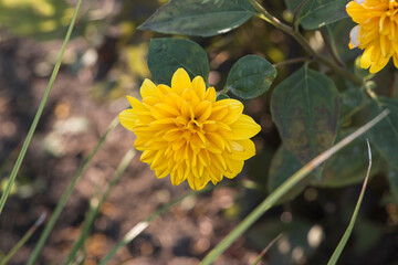 Yellow flowers of helianthus in close-up. Yellow garden flower in flowerbed.