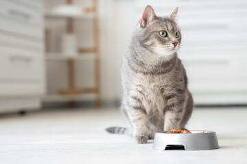Cute cat near bowl with food at home