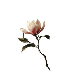 Delicate Magnolia Blossom: A single magnolia flower in full bloom, showcasing its soft, creamy petals and subtle blush of pink, captures the essence of spring and the delicate beauty of nature.