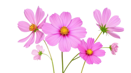 Pink floral arrangement, macro photography, delicate petals, vibrant cosmos flowers, soft dahlia bloom on transparent background