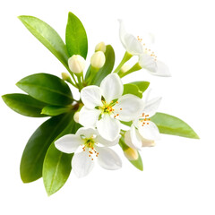 Neroli blossom branch with white flowers, buds and leaves isolated on transparent background