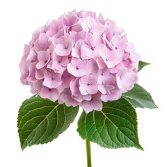 Hydrangea Elegance: A stunning close-up captures the delicate beauty of a vibrant pink hydrangea blossom, set against a subtle backdrop.