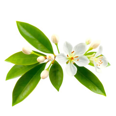 Neroli blossom branch with white flowers, buds and leaves isolated on transparent background