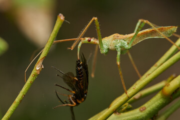 Macro shot of insect predator action