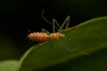 Macro shot of insect predator action