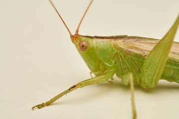 Close Up of Green Grasshopper Isolated on White