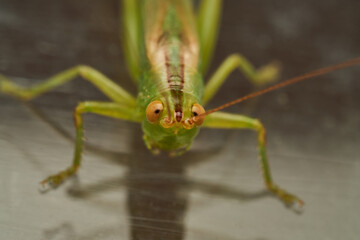 Close Up of Green Grasshopper Isolated on White