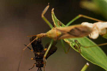 Macro shot of insect predator action