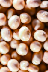 Close-up of soya beans