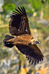 Griffon Vulture, Gyps fulvus, Hoces de Río Duratón Natural Park, Duratón River Gorges, Segovia, Castilla y León, Spain, Europe