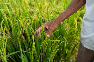 Crop man touching rice crops