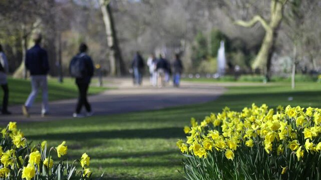 London Park Springtime Daffodils.
Out of focus people walking on a path in a London park with daffodils in the foreground.