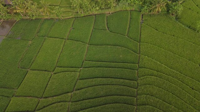 Drone view of green rice plantations and wet fields in daytime
