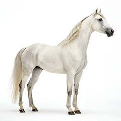 Obraz premium Elegant Connemara Pony – Stunning HD White Horse Photography.