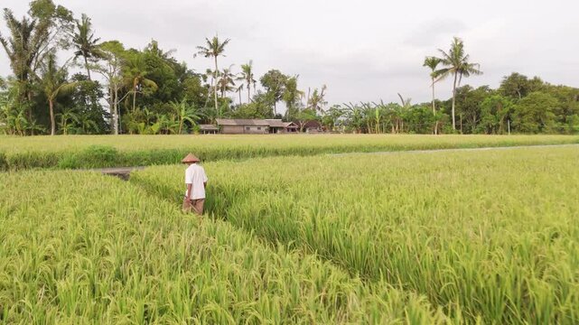Unrecognizable man in caping walking along rice plantation