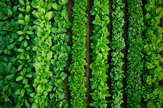 Aerial view of a cultivated field with perfectly aligned rows of vibrant green vegetables, showcasing agricultural order and healthy plant growth