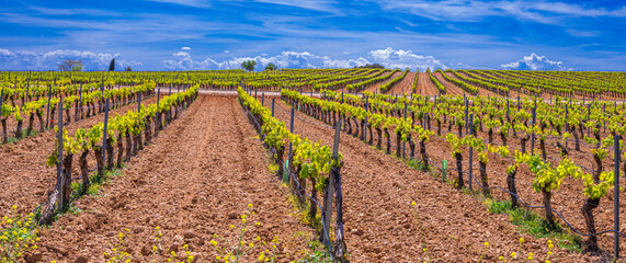Valdepeñas Vineyards, Ciudad Real, Valdepeñas Denominación de Origen, Castilla La Mancha, Spain, Europe © Al Carrera