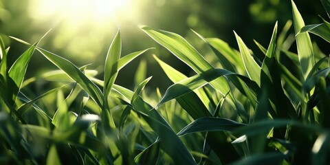 Sunlight dances softly on a serene grass field under a clear sky Generative AI