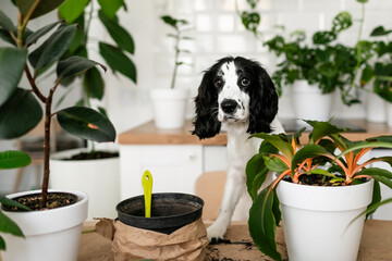 A white Russian spaniel puppy with black ears is peeking at the table where flowers, rakes,...