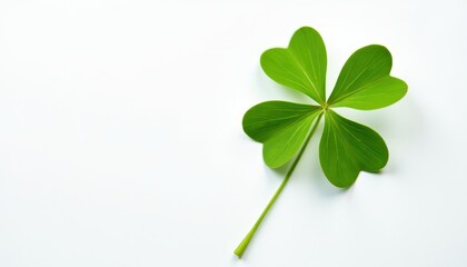 St. Patrick's Day: Vibrant Four Leaf Clover on White Background. A four leaf clover on a white background.