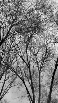 Movement of leafless trees. Sad day. Depression concept. Vertical Video