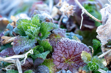 草原のホトケノザに降りた霜