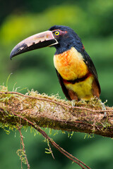 Collared Aracari Toucan, Pteroglossus torquatus, Tropical Rainforest, Boca Tapada, Alajuela Province, Costa Rica, America
