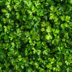 Green parsley texture background, petroselinum crispum leaves pattern, fresh herbal leaves banner