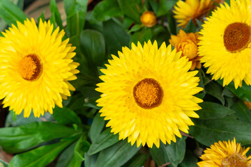 beautiful yellow strawflower at horizontal composition