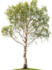 Fototapeta premium Silver birch tree growing on grass patch with white background
