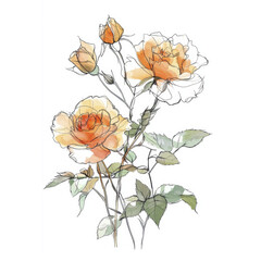 Obraz premium Elegant line art roses with watercolor details on white background