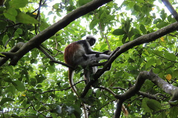 African Zanzibar Columbuse Monkey in Rainforest Zanzibar Tanzania Africa