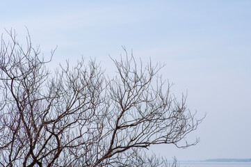 青空に伸びる春を待つ木の枝