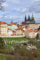 Prague, view of Prague Castle through a blooming orchard. Czech Republic Vertical photo