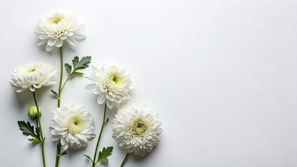 Fototapeta premium Minimalist Flat Lay Chrysanthemum Bloom on White Background - Luxury Floral Design