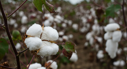 A close-up showcases the fluffy white cotton bolls ready for harvest in the field.