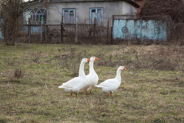 Three white geese are walking in the pasture. Domestic bird. High quality photo