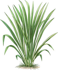 Vector Lemongrass botanical illustration, isolated on transparent background, vintage plant drawing, old botanical artwork, natural herb, green lemongrass, isolated plant