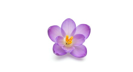 purple crocus isolated on white background. spring time bloom of beautiful crocus flower with purple petals to signify the coming of warmer weather