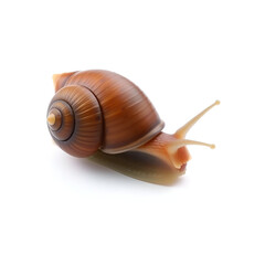 Snail isolated on white background, gastropod mollusk, macrophotography