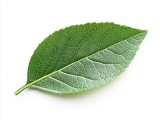 Obraz premium Close-up of a vibrant green leaf showcasing intricate vein patterns