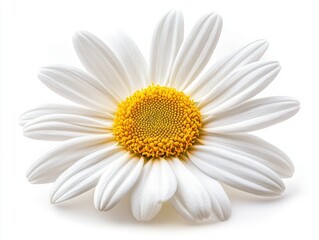 Fototapeta premium Close-up view of a vibrant white daisy with yellow center