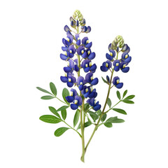 Bluebonnet's Botanical Portrait: A vibrant illustration of Texas bluebonnets showcases the delicate beauty of the iconic wildflower.