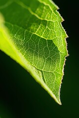 Close-up vibrant leaf