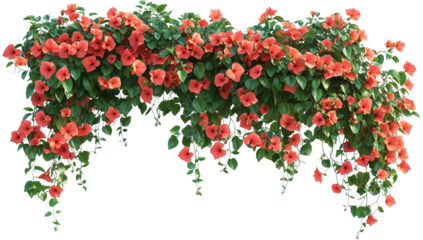 A large hanging bush of red flowers with green leaves, isolated on transparent background
