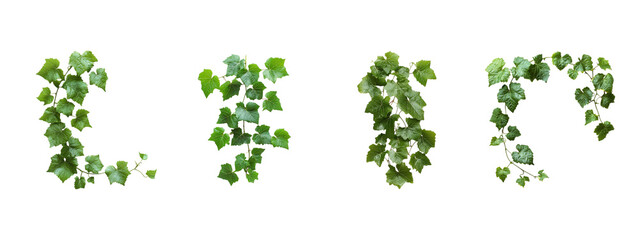 Fototapeta premium Set of green ivy leaves cascading along branches isolated on transparent background, Cutout PNG