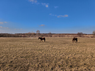 Obraz premium Horses grazing in a field under a blue sky in prague, czechia
