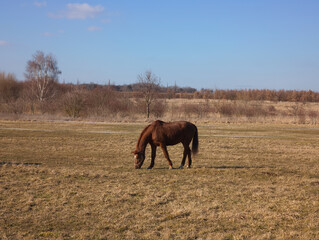 Brown horse grazing in a field near prague, czechia