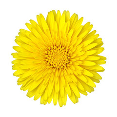 Vibrant yellow dandelion flower with fuzzy petals and a bright center symbolizing beauty and simplicity