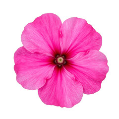 Naklejka premium Vibrant pink petunia showcasing velvety petals and a delicate center highlighting its beauty and soft hue on a clean white backdrop